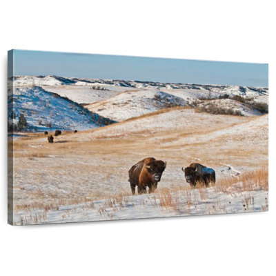 Millwood Pines Alvord Buffalo In Winter