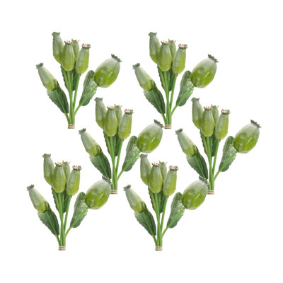 Primrue Poppy Steam