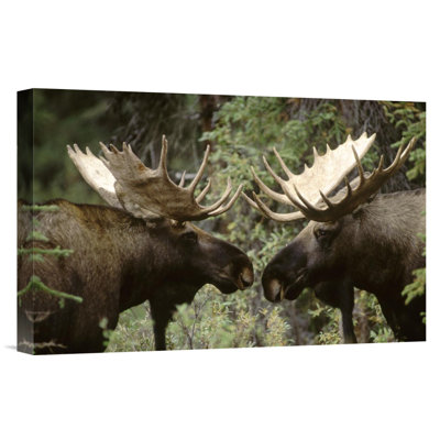 East Urban Home Alaska Moose Males Confronting Each Other in the Fall, Alaska - Wrapped Canvas Photograph Print