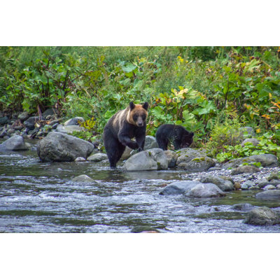 Millwood Pines Shiretoko Is a Wildlife Paradise - Wrapped Canvas Photograph