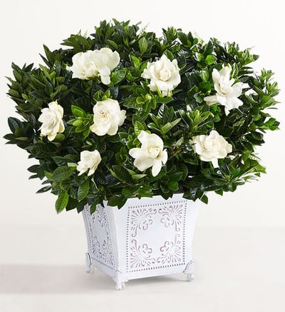 Grand Gardeniaâ¢