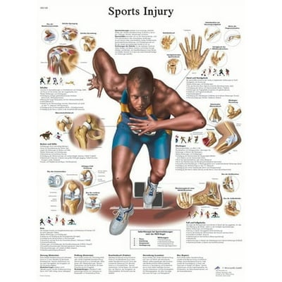 3B Anatomical chart: sports injuries paper