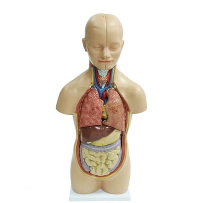 Trademark Innovations 20 in 12-Piece Human Torso Model Sexless