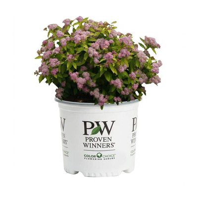 PROVEN WINNERS 2 Gal. Big Bang Spirea Live Flowering Shrub with Pink Flowers