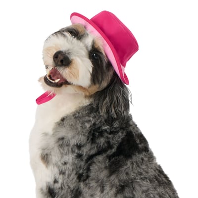 Top Paw Summer Bucket Hat in Light Blue, Size: Large/XL | PetSmart
